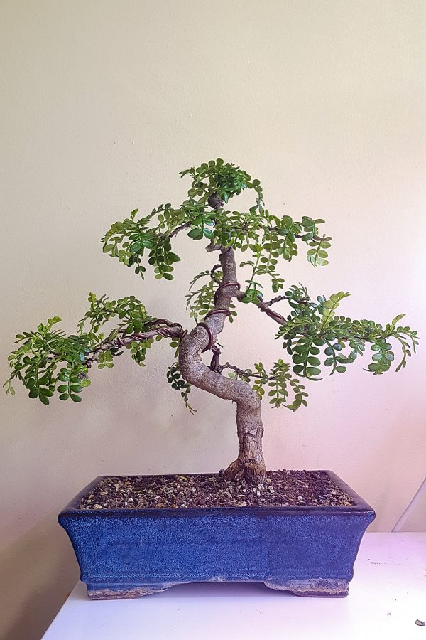 bonsai-pieprzowiec-chinski-listopad-2016