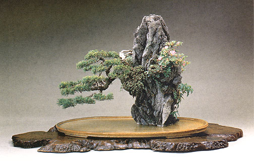 Uprawa bonsai na skale lub kamieniu