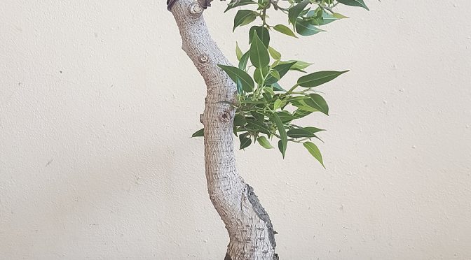 Ficus benjamina – wiosna 2017