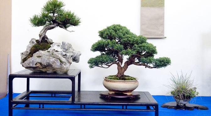 Narodowa Wystawa Bonsai na Zamku Książ 2017 – zdjęcia i wrażenia