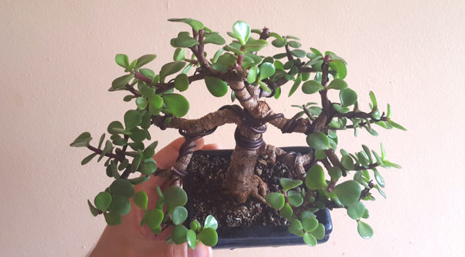 Portulacaria afra – zdjęcia lato 2017