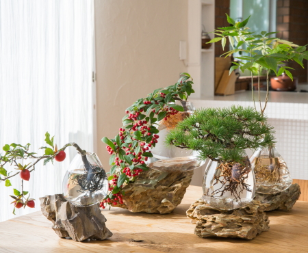 Hydroponiczna uprawa bonsai, eksperyment z „mizusai”