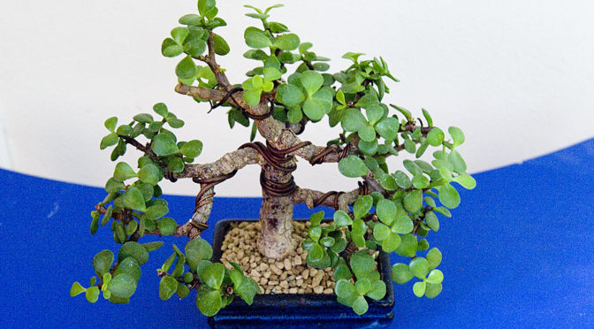 Przesadzenie portulacaria – zima 2018