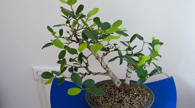 Ficus micorcarpa – po przesadzeniu – zima 2017/18