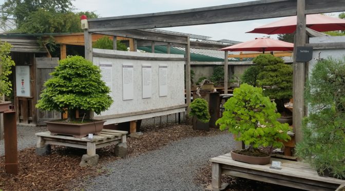 Impresje z Muzeum Bonsai w Düsseldorfie