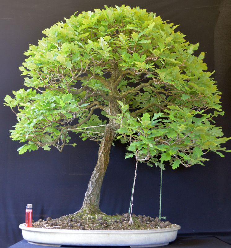 Db szypukowy i bezszypukowy (quercus robur, Q. petraea) | Kocham bonsai  blog