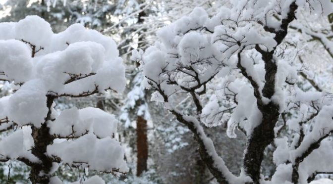 Jak zimować drzewka bonsai w temperaturze lekko powyżej zera ?