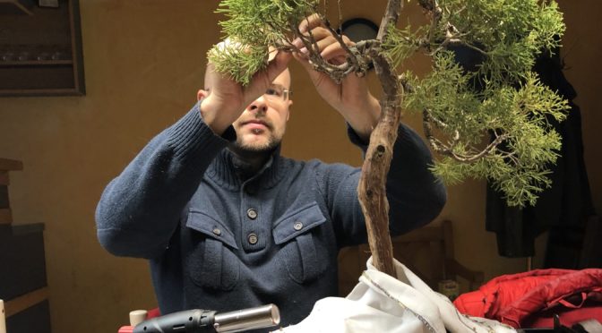 Formowanie drzewek bonsai – instrukcja krok po kroku