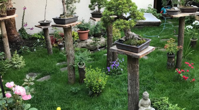 Mój własny ogród bonsai