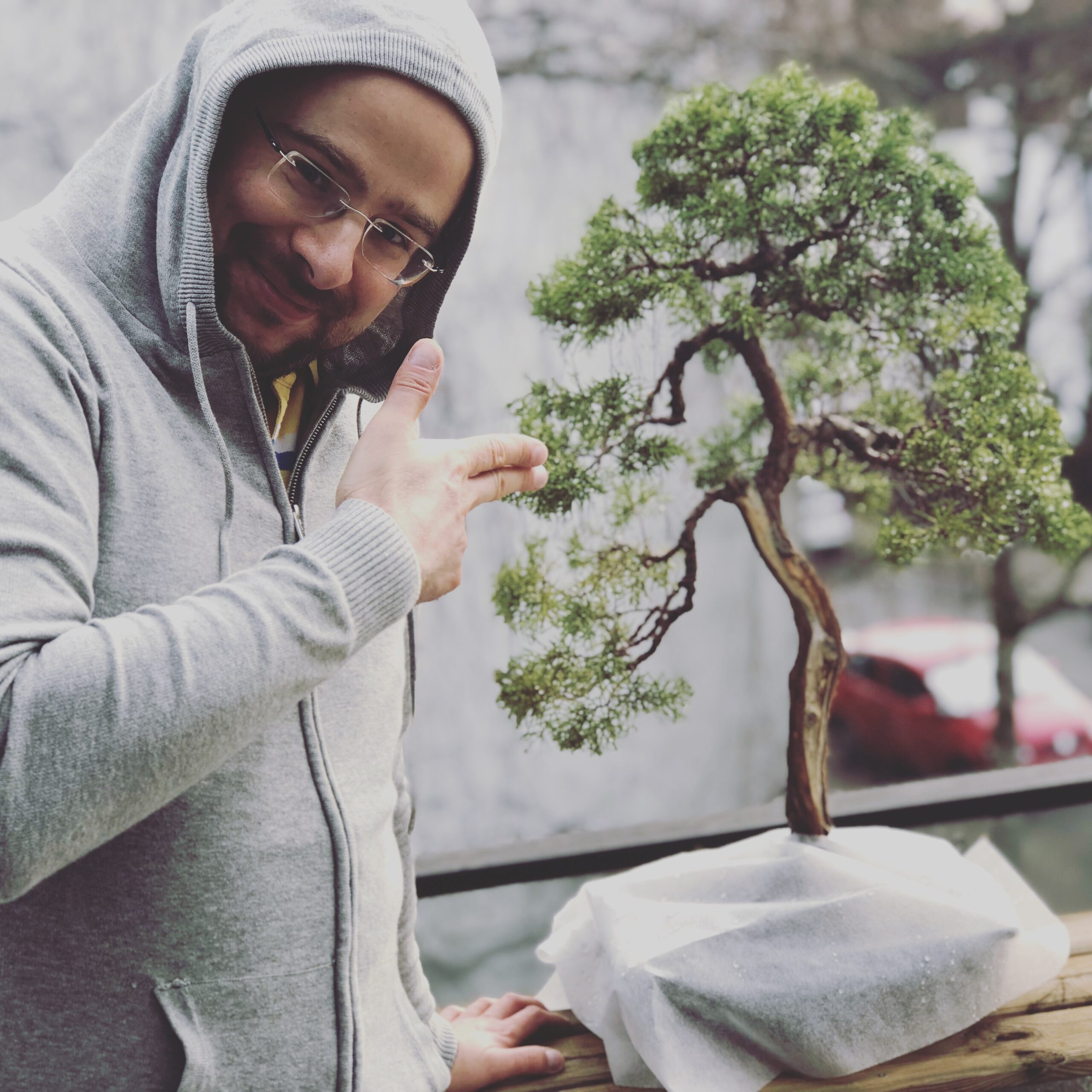 wierk - | Kocham bonsai blog
